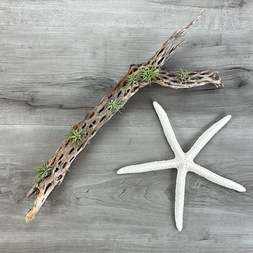 🔆AUR PLANT🔆 DRIED CACTUS DECORATION - Picture 10 of 12